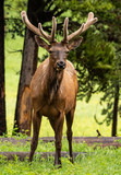 Elk with Growing Antlers Looks Toward Camera