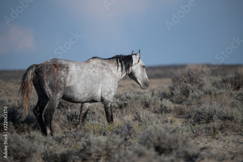 Wild Mustang Stallion with Wound