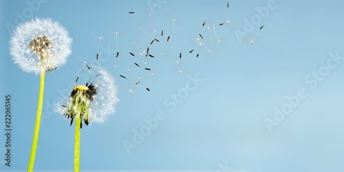 Close up of grown dandelions and dandelion seeds isolated on