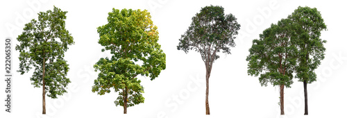 The collection of trees on white background.