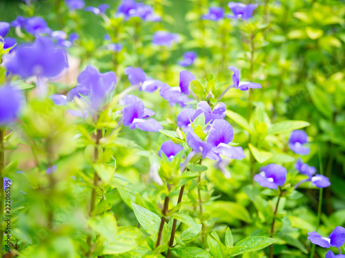 Macro violet flower..