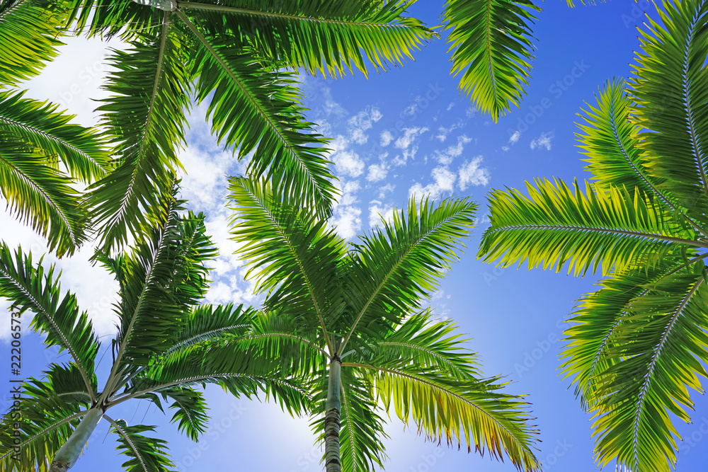 Palm trees looking up to a blue sunny sky Palm trees looking up to a blue sunny sky