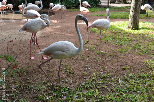 flamingo in zoo