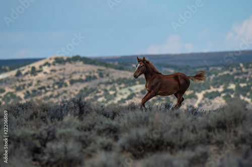 Wild Mustang Yearling Running on the Colorado High Plains