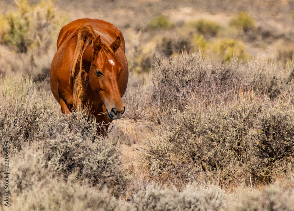 Fototapeta premium Wild Mustangs on the Colorado High Plains