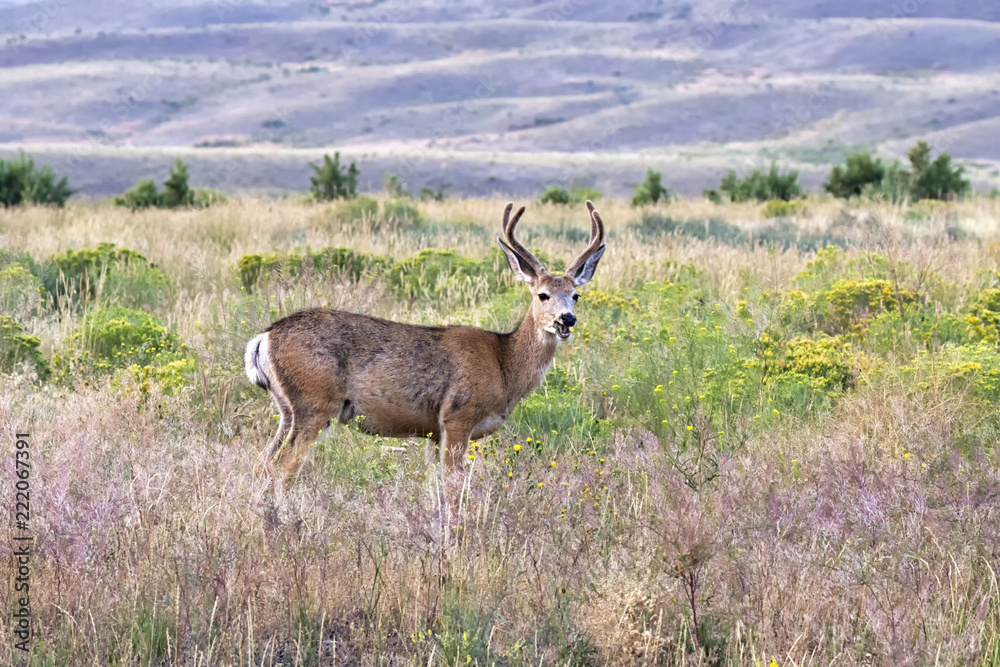 Fototapeta premium Mule deer (Odocoileus hemionus) in Gardiner, Montana
