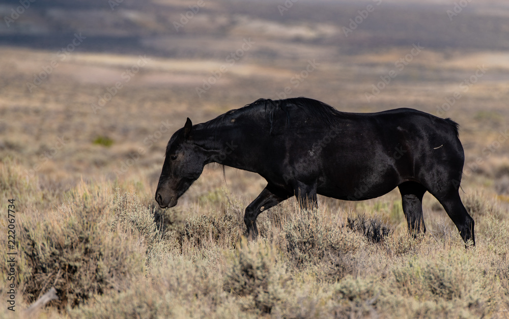 Wild (Feral) Mustangs in the Colorado High Desert Wild (Feral) Mustangs in the Colorado High Desert