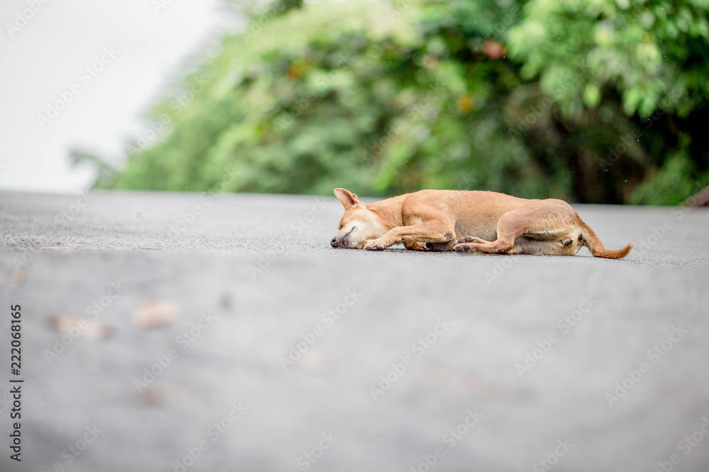 Fototapeta premium Dogs, animal backgrounds, Thai dog are waiting for the owner or waiting to play with the dog together, most of the owners will take a walk in the morning while exercising or walking in the evening.