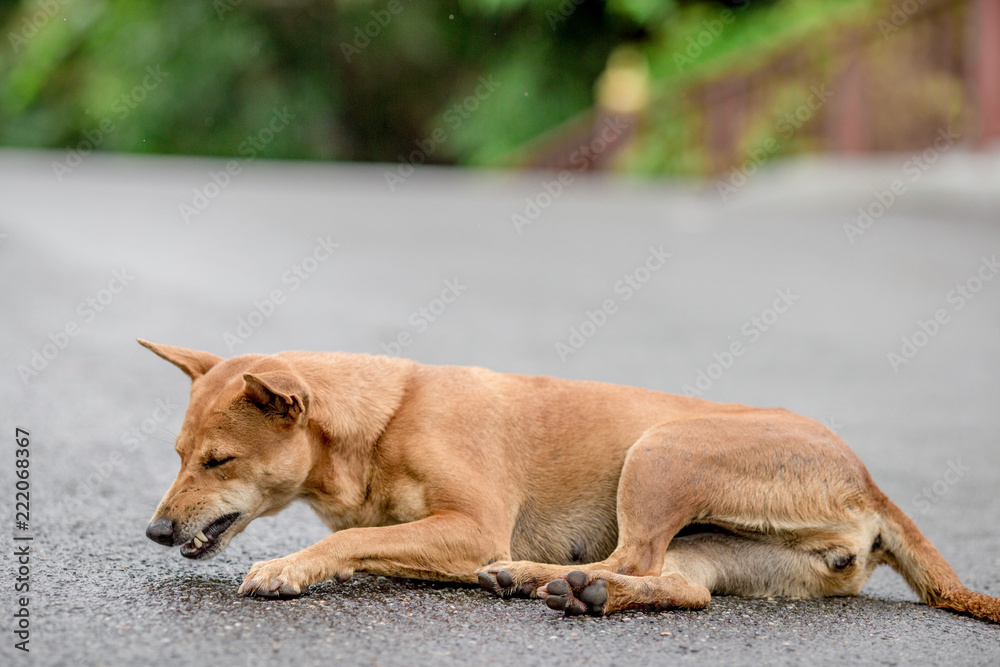 Dogs, animal backgrounds, Thai dog are waiting for the owner or waiting to play with the dog together, most of the owners will take a walk in the morning while exercising or walking in the evening. Dogs, animal backgrounds, Thai dog are waiting for the owner or waiting to play with the dog together, most of the owners will take a walk in the morning while exercising or walking in the evening.