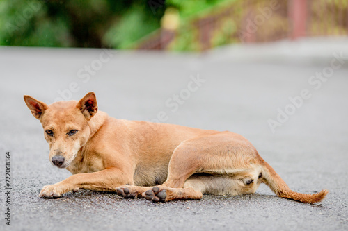 Dogs, animal backgrounds, Thai dog are waiting for the owner or waiting to play with the dog together, most of the owners will take a walk in the morning while exercising or walking in the evening. © bangprik