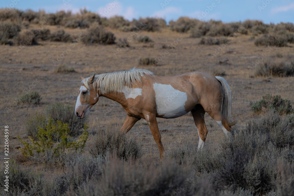 Wild (Feral) Mustangs in the Colorado High Desert Wild (Feral) Mustangs in the Colorado High Desert