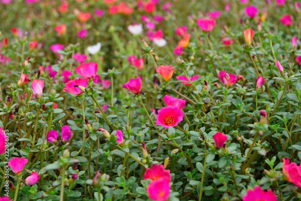 山香の夏の花