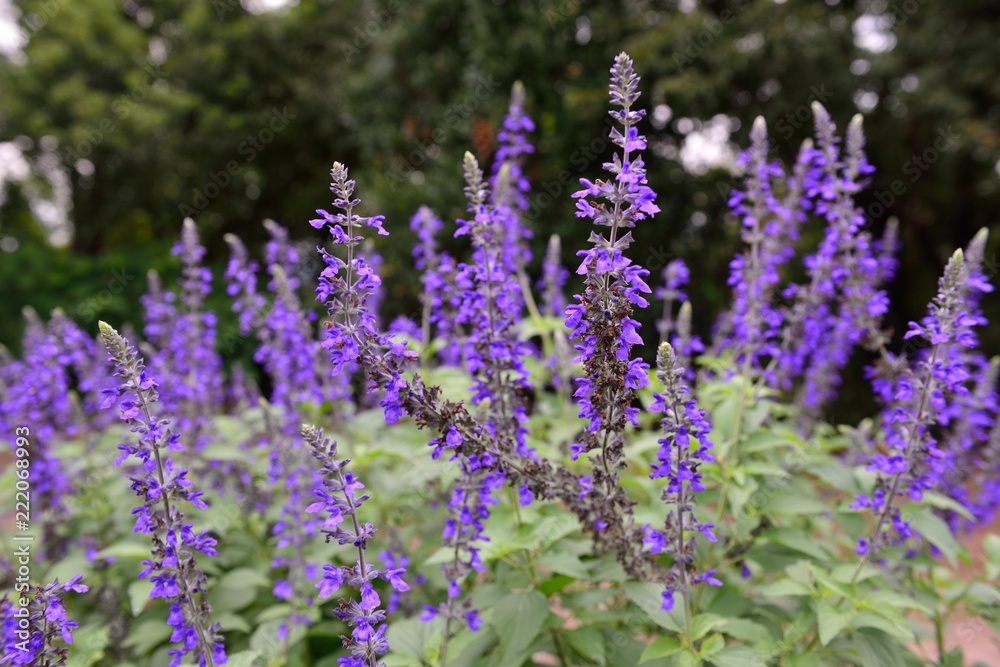 山香の夏の花 山香の夏の花