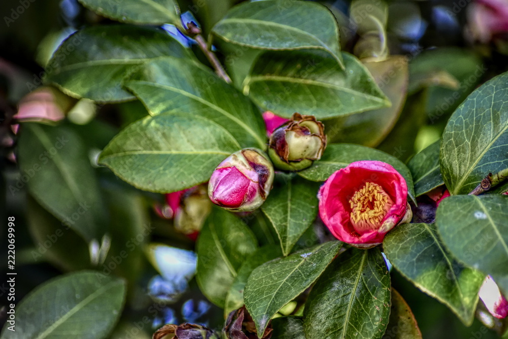 Camellia Camellia