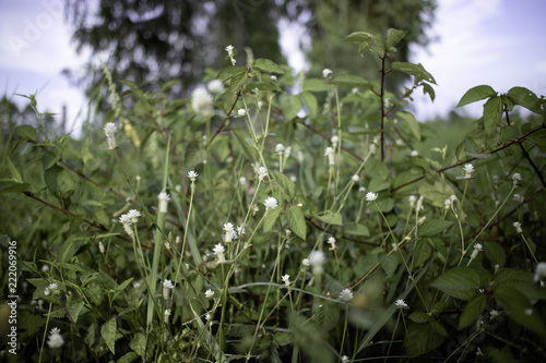 white flowers in the garden