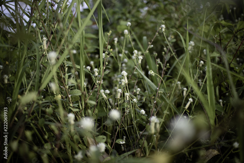 morning dew on the grass