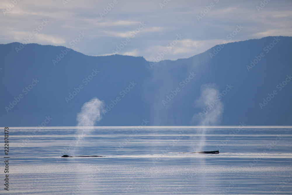 Humpback whale breathing in calm waters of Alaska Humpback whale breathing in calm waters of Alaska