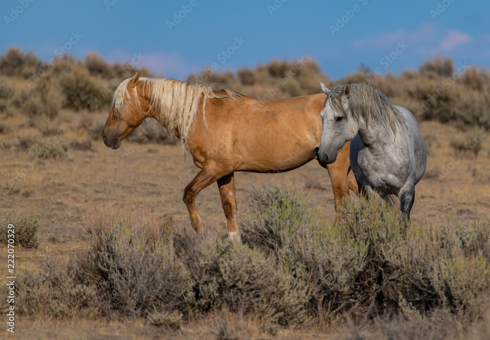 Wild (Feral) Mustangs in the Colorado High Desert Wild (Feral) Mustangs in the Colorado High Desert