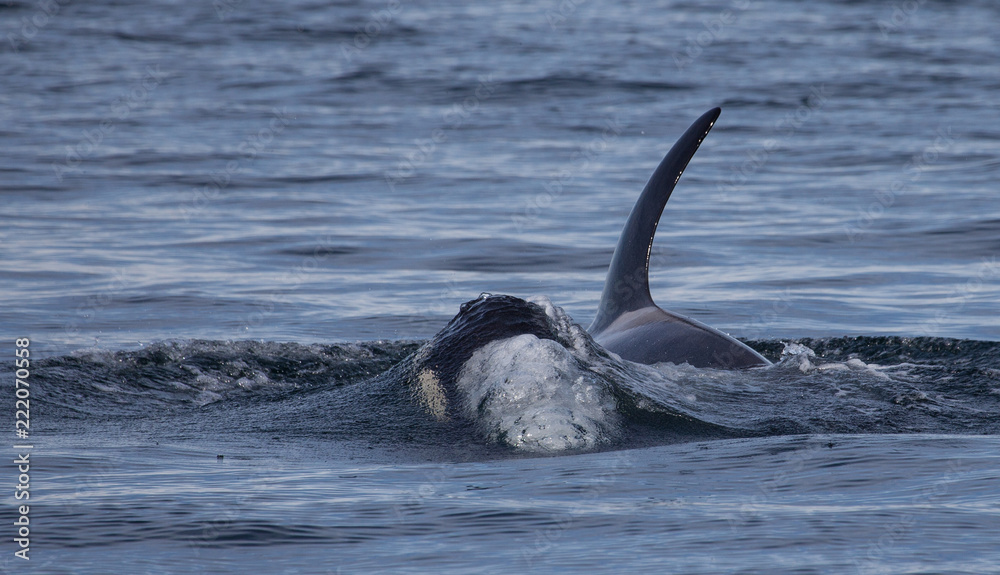 Orca Killer Whale about to break surface tension of water Stock Photo