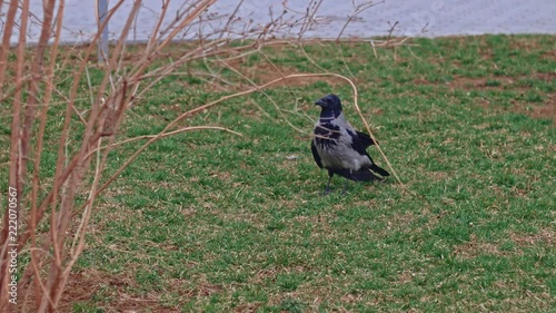 Hooded crow sitting on the spring grass photo