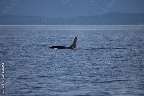 Orca Killer Whale with big Dorsal Fin Side View