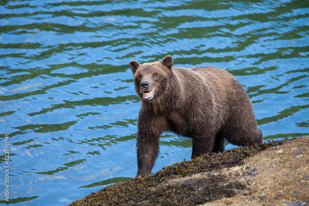 Isolated Brown Grizzly Bear Isolated Brown Grizzly Bear