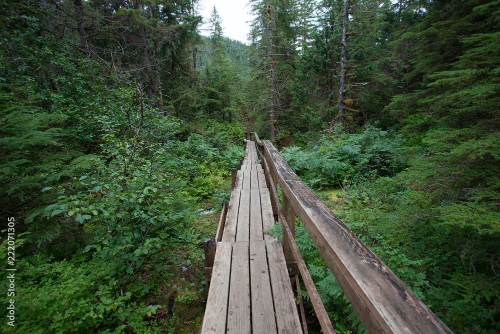 Wooden Boardwalk Trail thru the Forest Wooden Boardwalk Trail thru the Forest