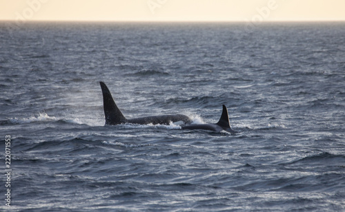 Orca encounter in early morning light © DaiMar
