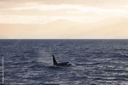 Orca encounter in early morning light