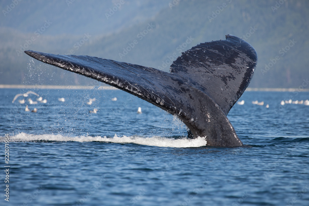 Fototapeta premium Close Encounter with a Diving Humpback Whale