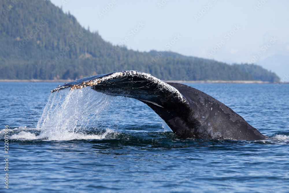 Obraz premium Close Encounter with a Diving Humpback Whale