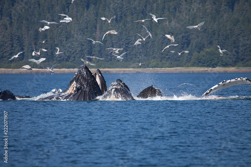 Amazing Bubble Net Feeding Humpback Whales © DaiMar