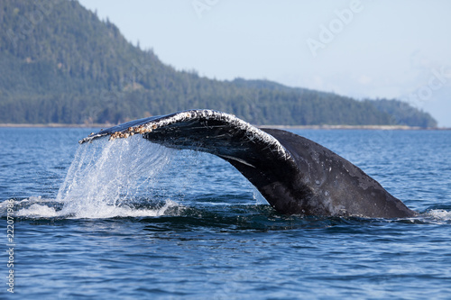 Close Encounter with a Diving Humpback Whale