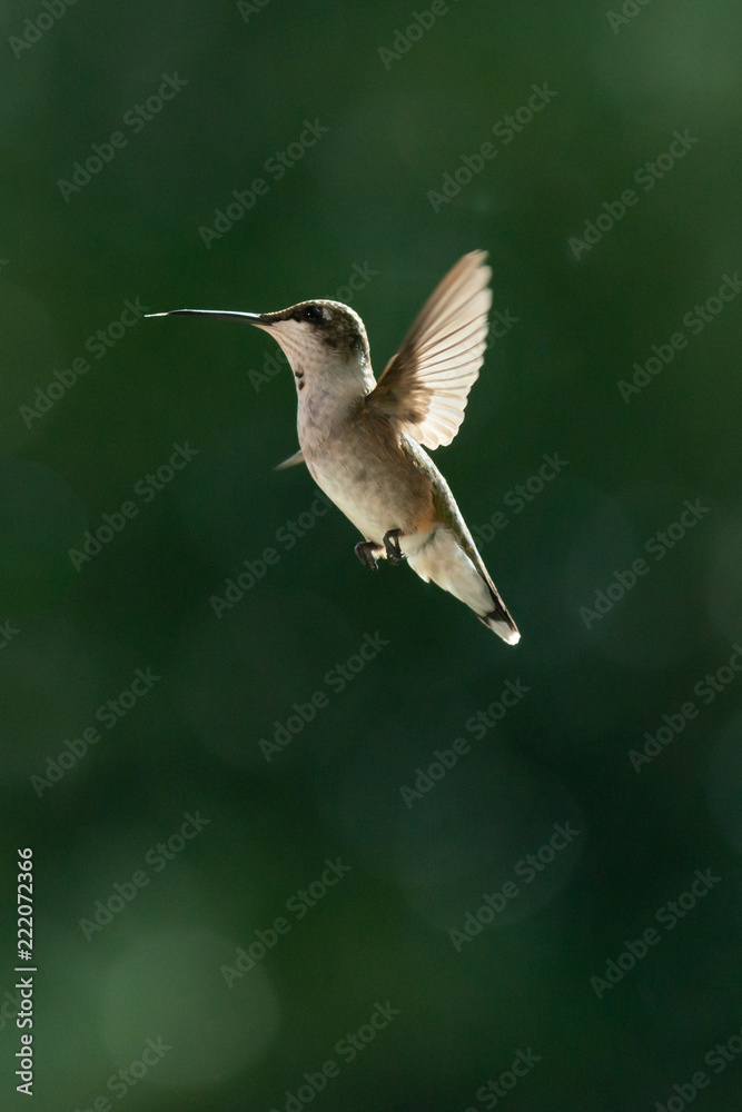 Fototapeta premium hummingbird in flight