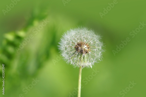 Single white dandelion with shallow depth of field