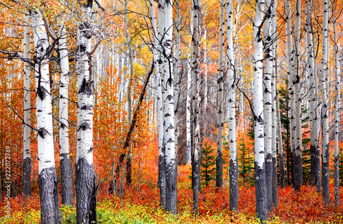 Aspen trees in Banff national park in autumn time photo
