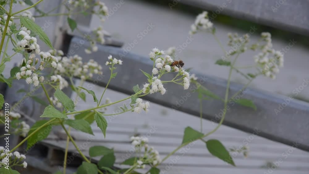 bees and flowers on bush