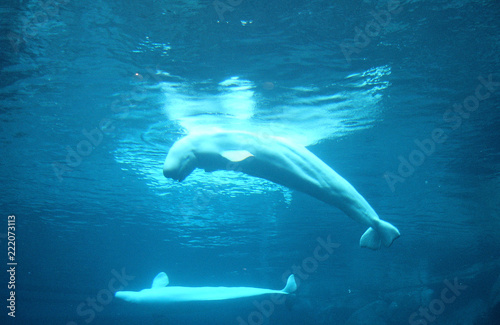 Beluga whales in water © BrunoK
