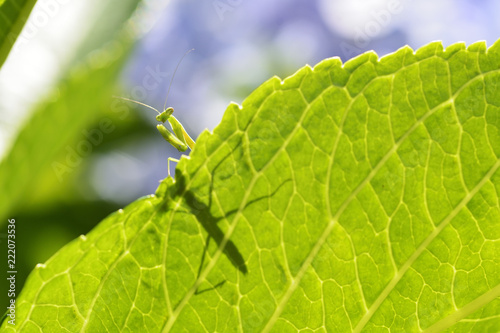 Baby mantis glances behind the hydrangea leaf.
