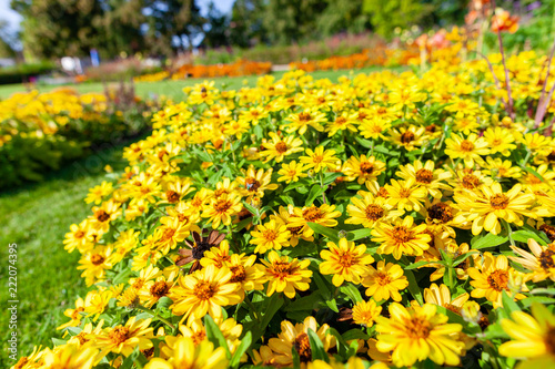 Yellow marigold flowers in a colorful garden