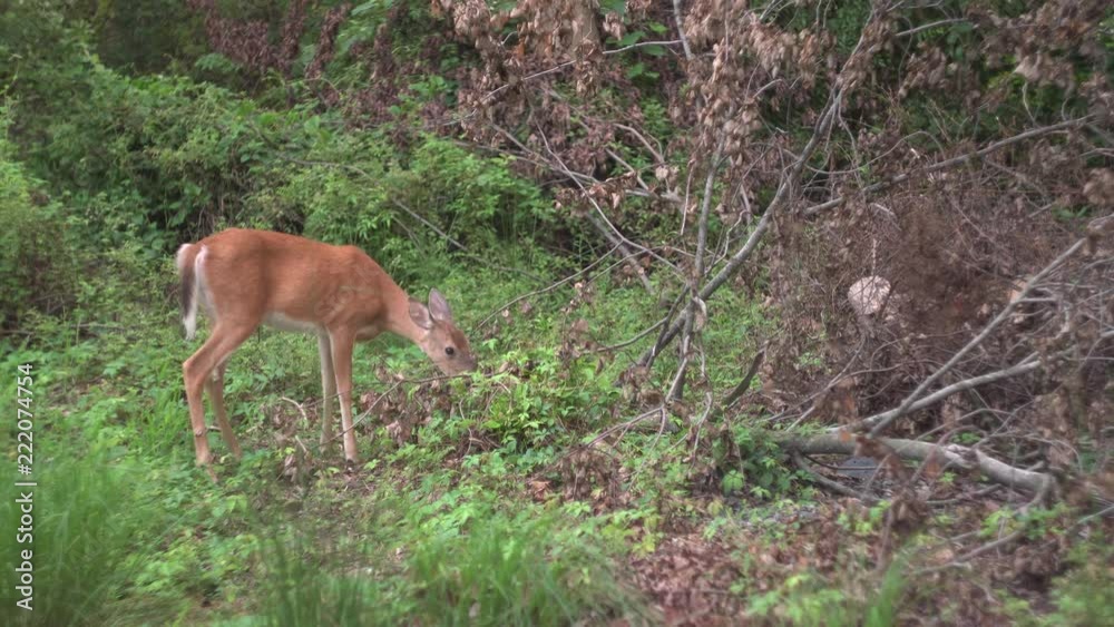 A young deer looks at the camera while eating in forest A young deer looks at the camera while eating in forest