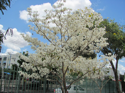 IPÊ BRANCO photo