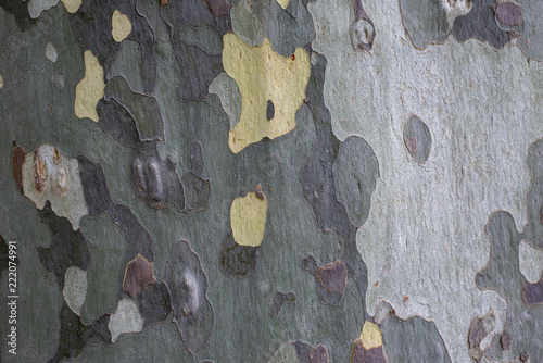 Spanish Plane Tree Bark or Surface for Backgrounds