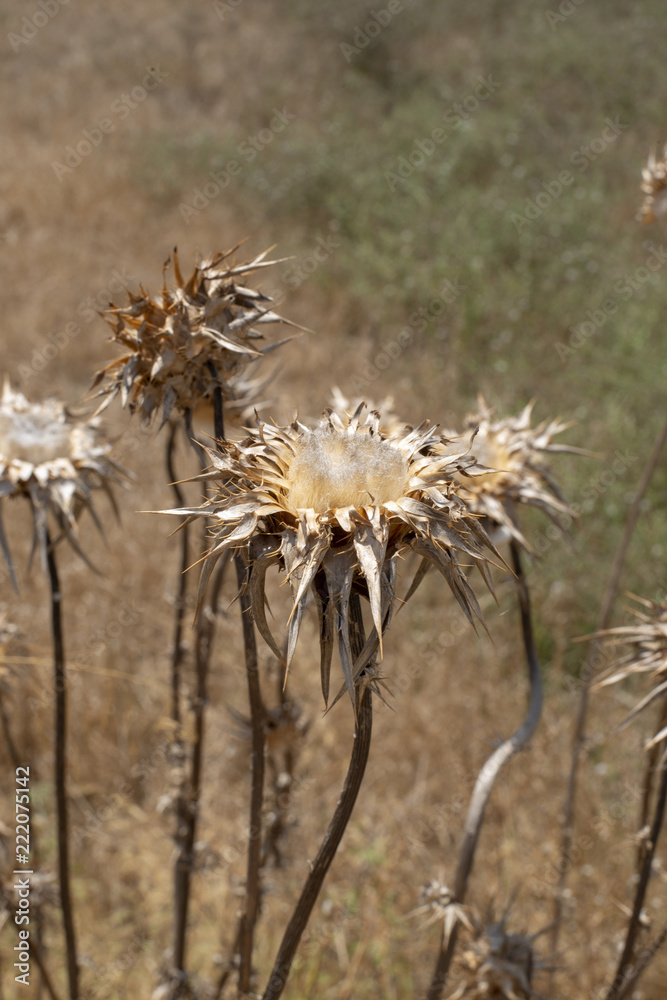 Dried or Wilted Flowers in Field Under Hot Sunshine