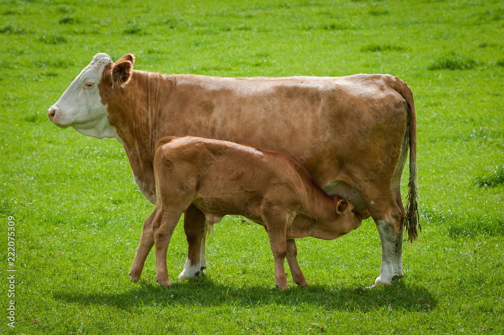 Calf drinking milk from udder of mother cow in field Stock Photo ...