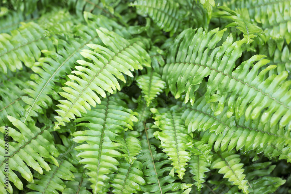 Fern close-up, texture, background. Perfect natural pattern.