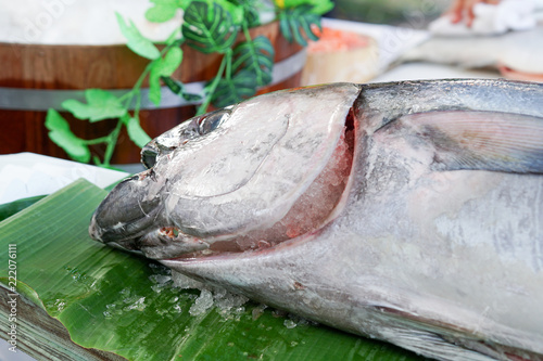 A Big Frozen Head Tuna fish on ice for sushi and sashimi