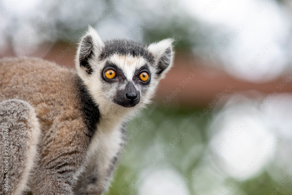 Lemur Lemur