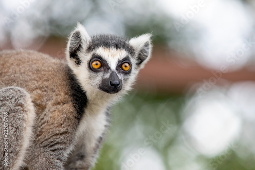Lemur