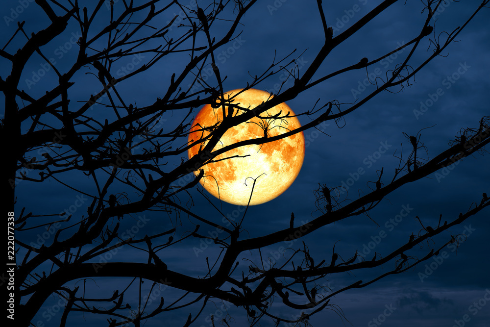 blood moon back silhouette branch dry tree night blue sky Stock Photo ...